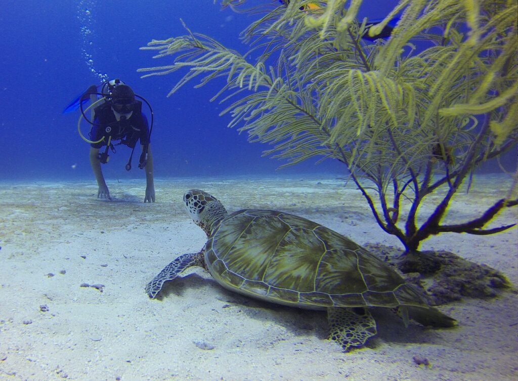 diver, turtle, mexico-549369.jpg