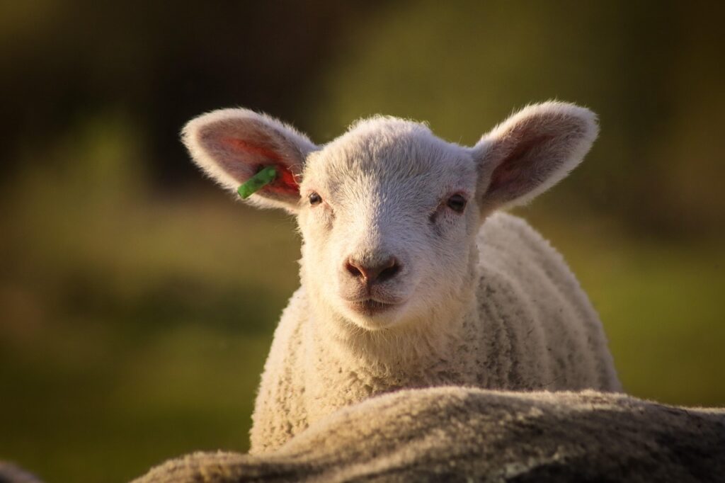 sheep, lamb, northern germany, animal, nature, north sea, livestock, sheep, sheep, sheep, sheep, sheep, lamb, lamb-7182968.jpg